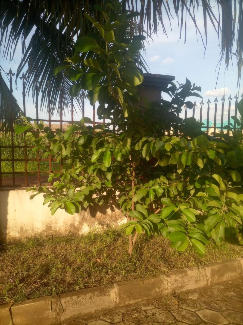 Temaya Cottage Lodge Tamale Exterior photo